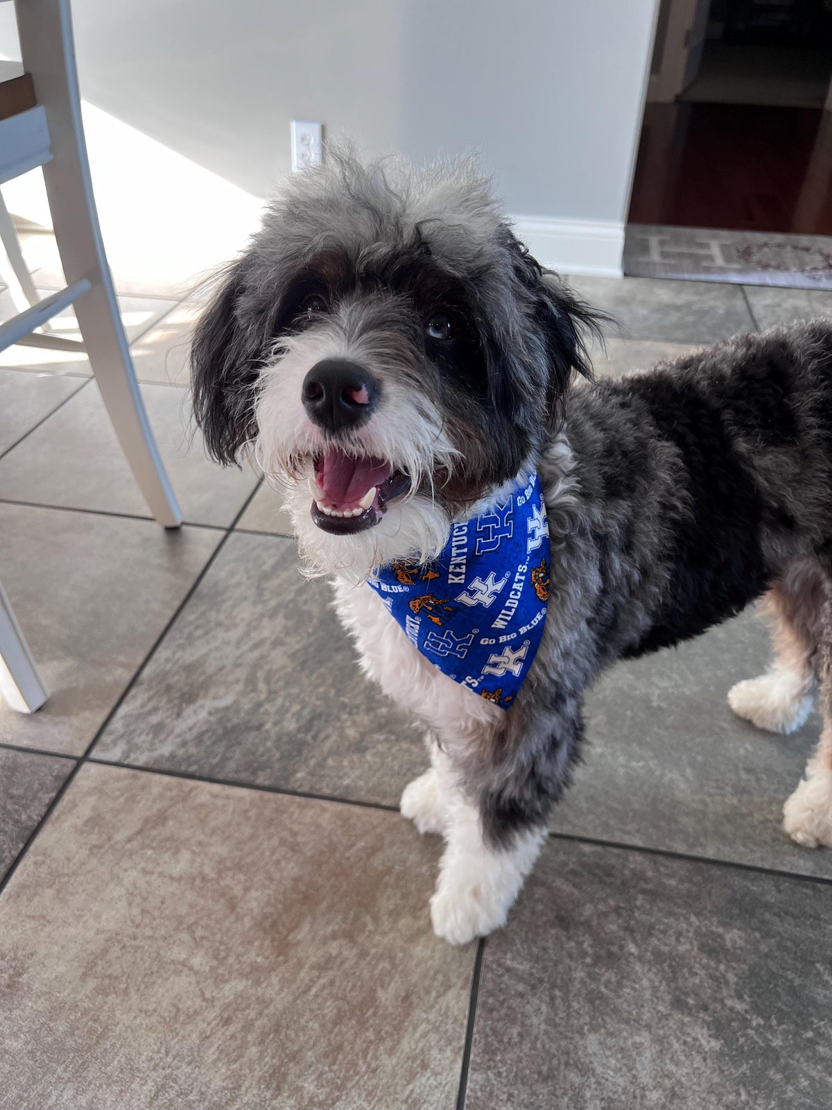 Kentucky Over the Collar Dog Bandana Blue Wildcat