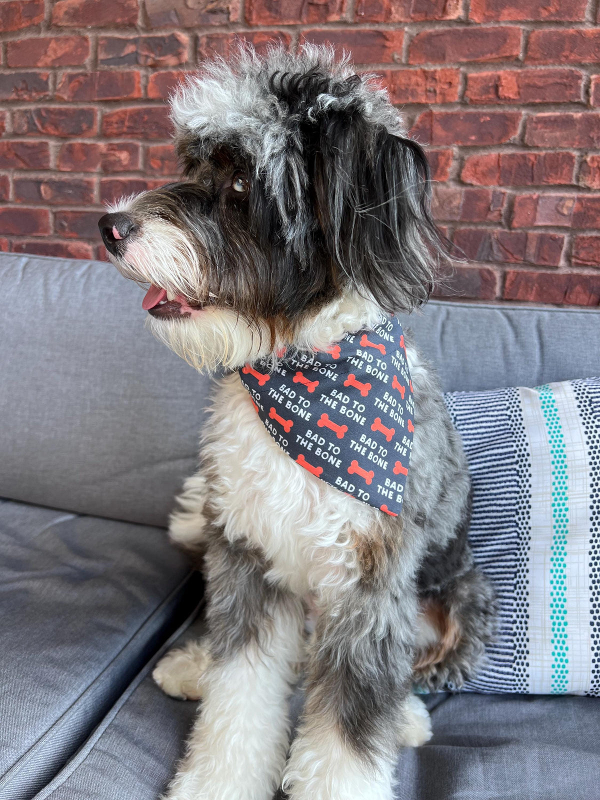 Bad to the Bone Dog Bandana: Navy & Orange Over the Collar