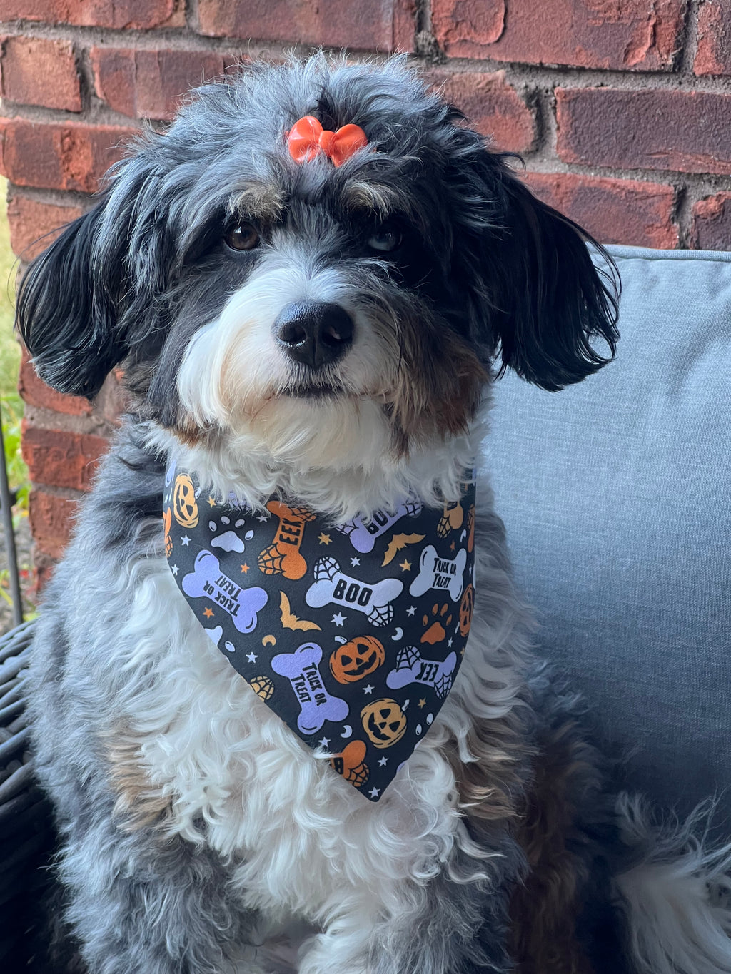Halloween Dog Bandana: Spooky Bones Treats, Bats, Pumpkins - Over the Collar or Scrunchie