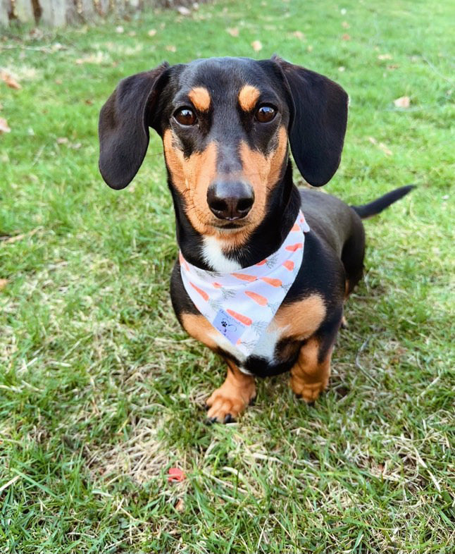 Doxie is wearing a Small