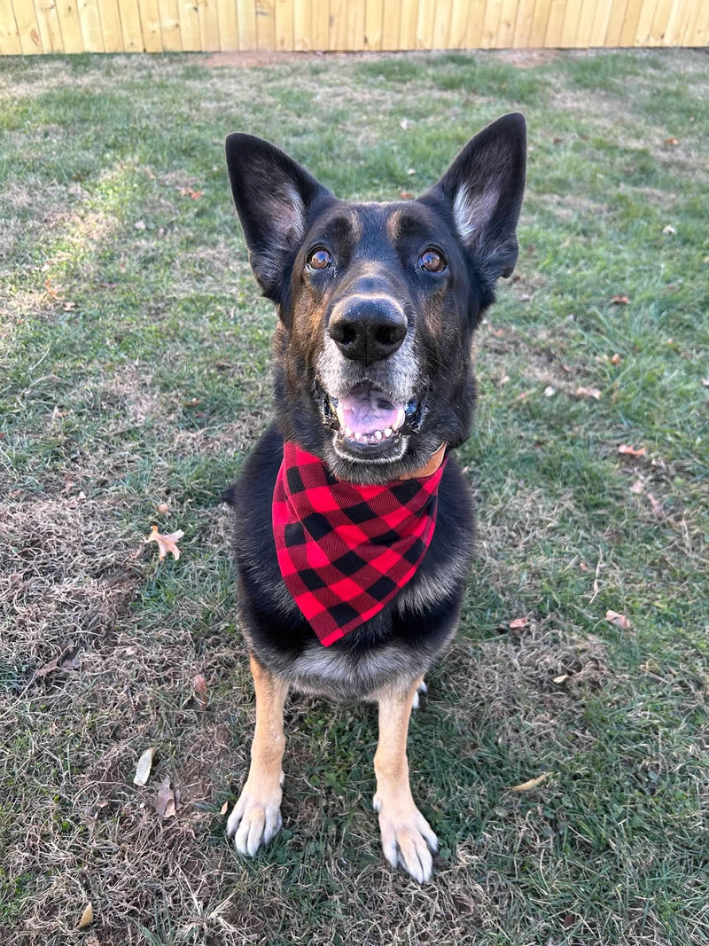 Sam is a German Shepherd wearing an XL