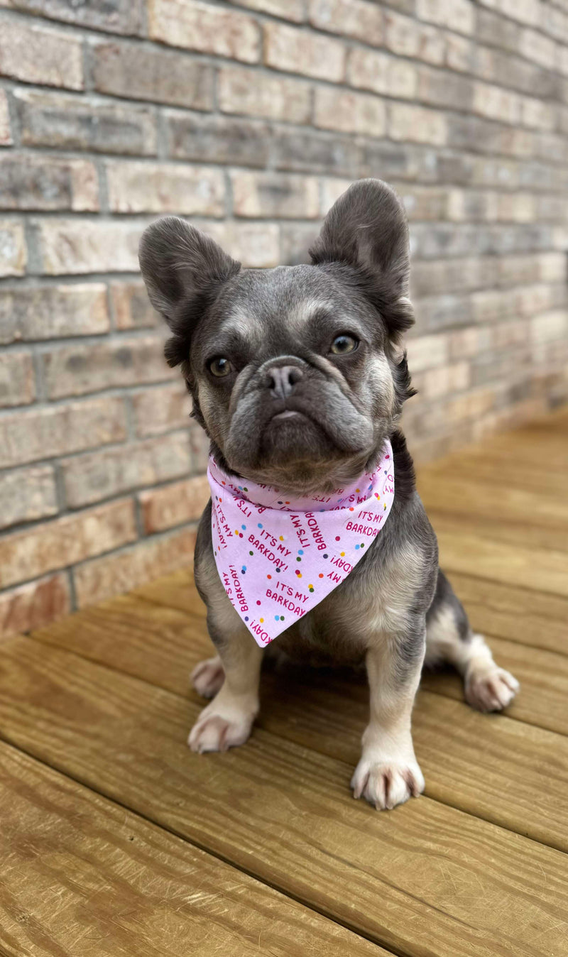 Star is a Frenchie wearing a medium