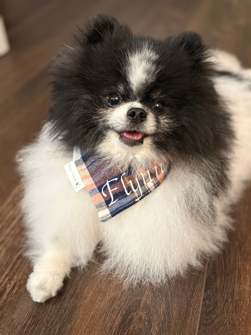 Flynn is a Pomeranian wearing a Small