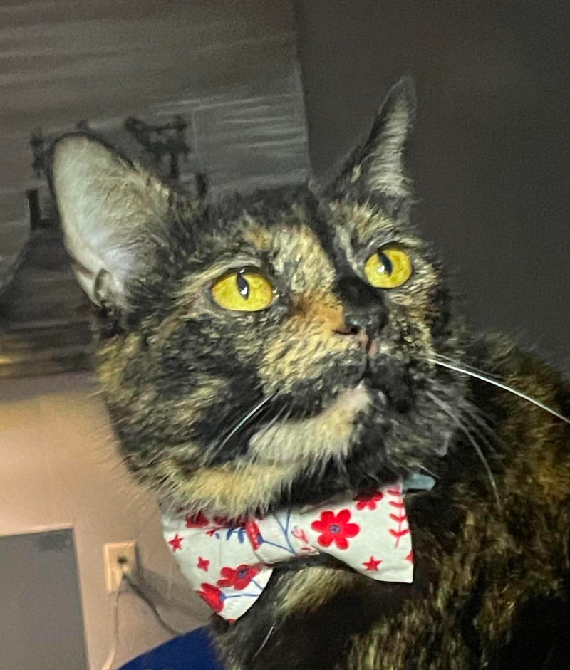 Kitty is wearing an XS scrunchie bow tie