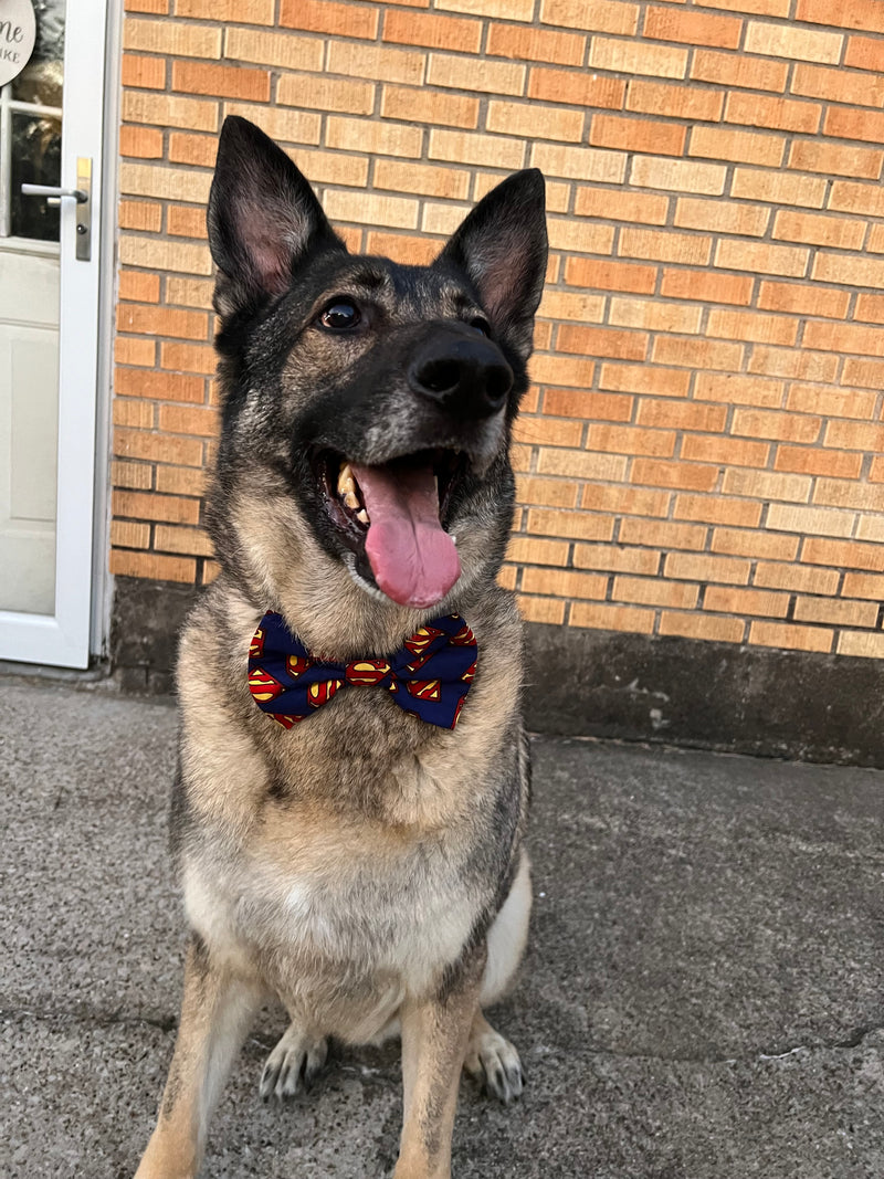 Opie is a Large German Shepherd wearing a Large Over the Collar Bow Tie