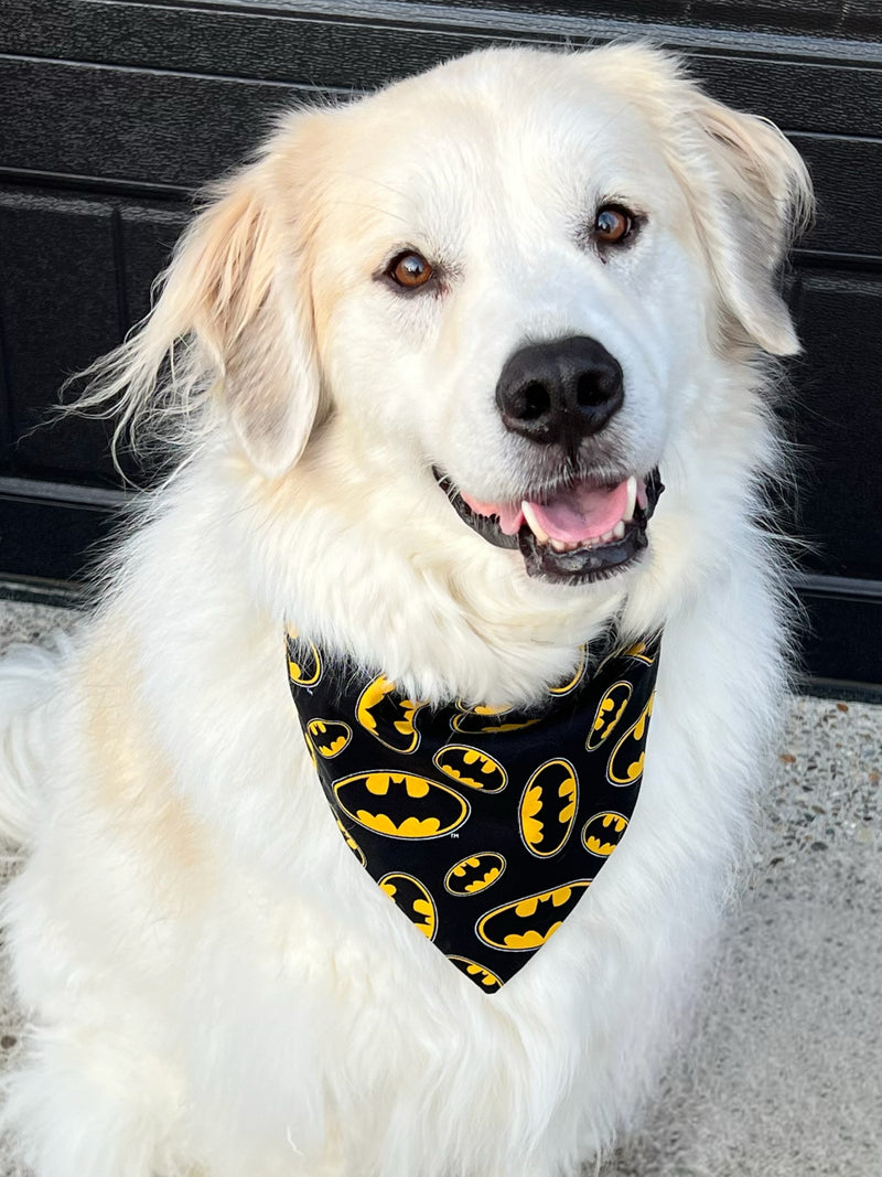 Frost is a Pyrenees mix wearing a 2X