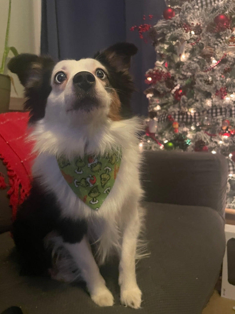Groot is a mini collie mix wearing a medium