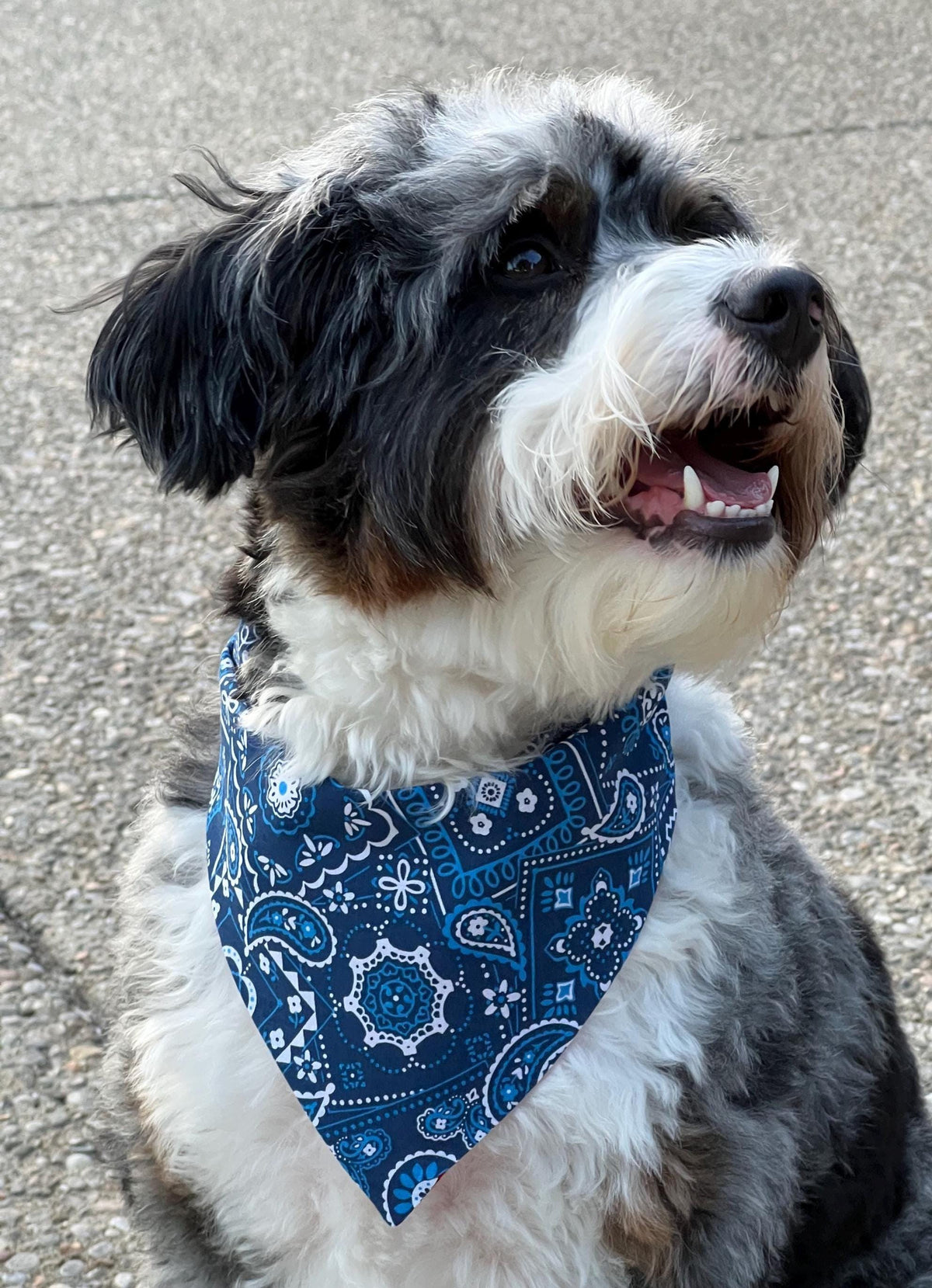 Patriotic Dog Bandana: Red White Blue Paisley, Reversible, Scrunchie & Over the Collar