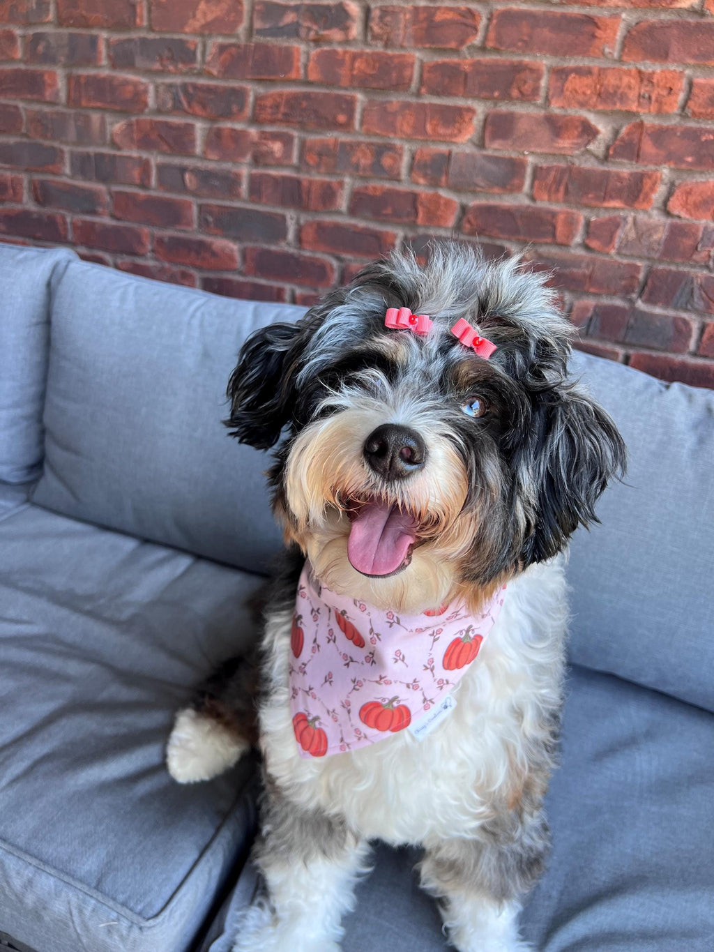 Coquette Pumpkins Dog Bandana: Scrunchie, Autumn Coral