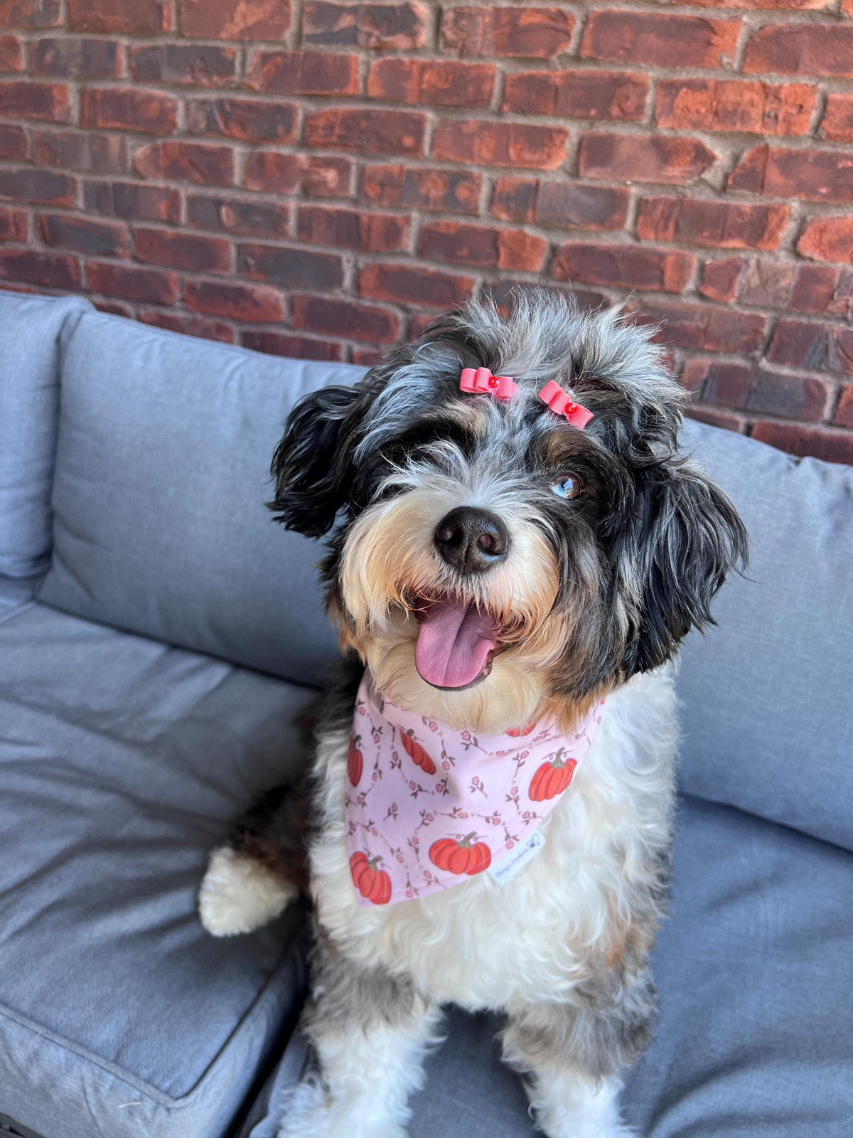Coquette Pumpkins Dog Bandana: Scrunchie, Autumn Coral