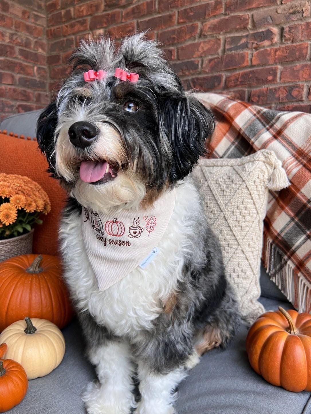 Autumn Cozy Season Dog Bandana: Scrunchie, Corduroy, Embroidery, pumpkin, sweater, leaves