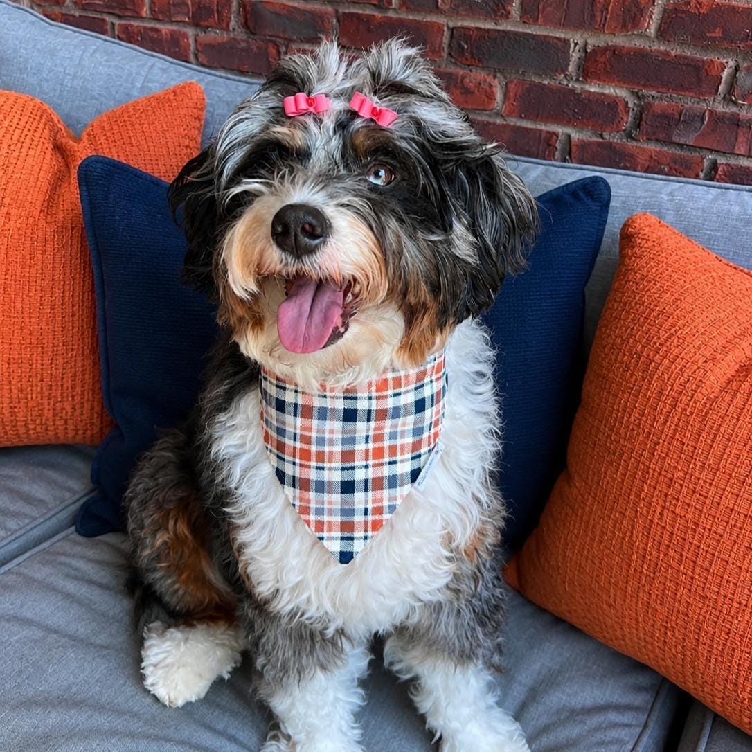 Plaid Navy Orange Dog Bandana: Scrunchie, Autumn Weave Design