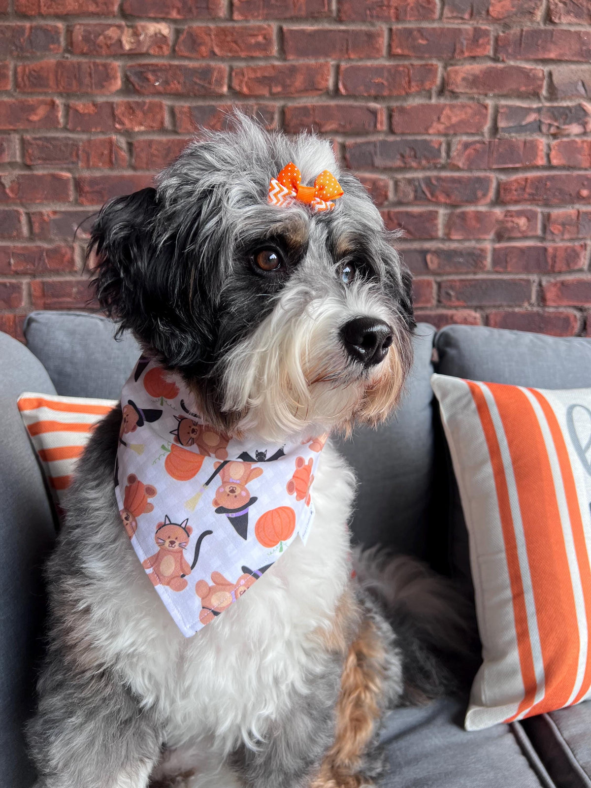 Halloween Teddy Bears Dog Bandana: Scrunchie, pumpkins, bats, spooky, gingham