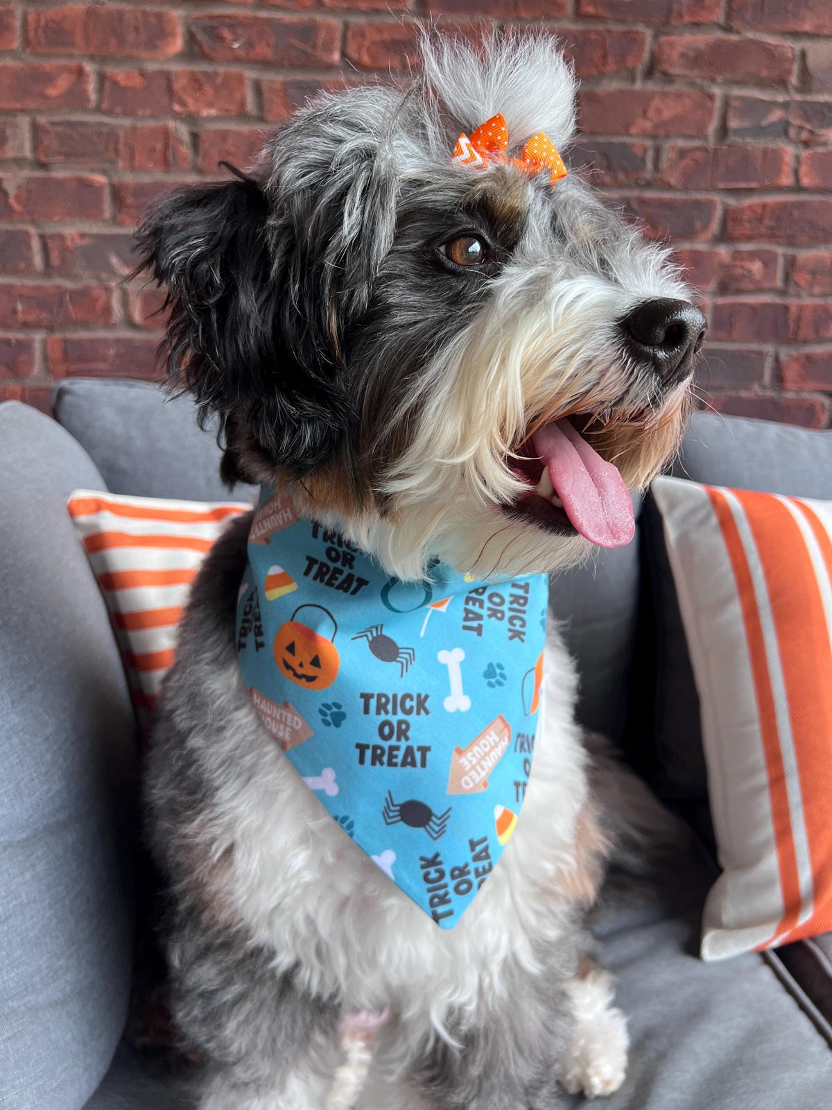 Halloween Trick or Treat Dog Bandana: Scrunchie, Teal, pumpkins, spiders, bones