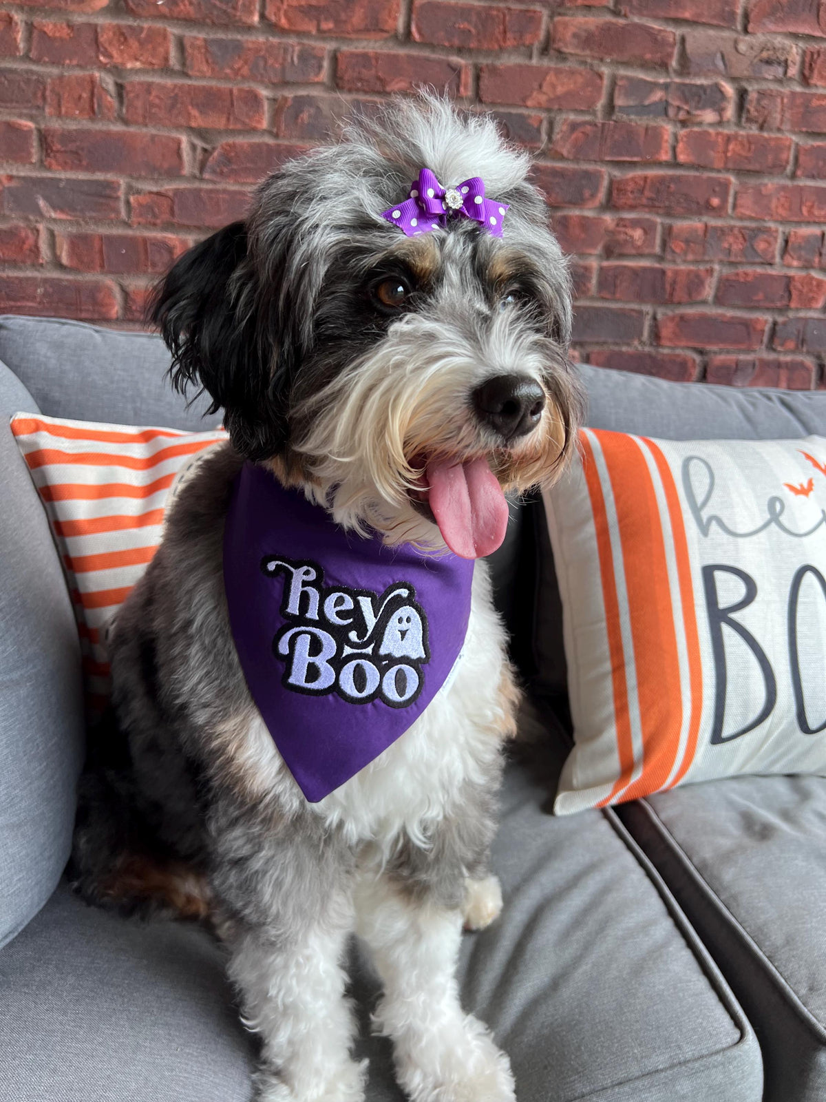 Halloween hey Boo Dog Bandana or matching Shirt: Scrunchie, purple, embroidered, t-shirt, ghost