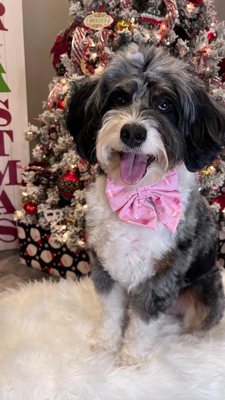Christmas Pink Gifts Dog Sailor Bow: Scrunchie, Presents Holiday