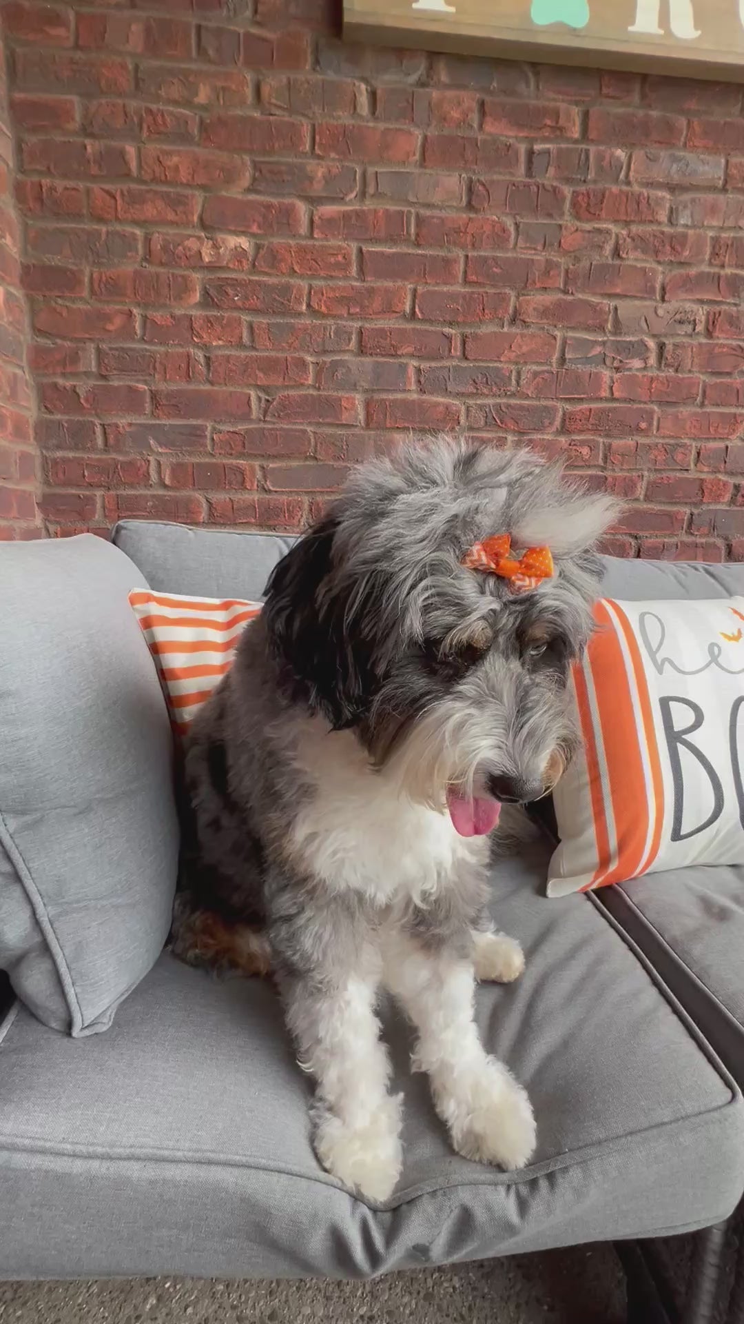 Halloween hey Boo Dog Bandana; Scrunchie, orange, embroidered, ghost