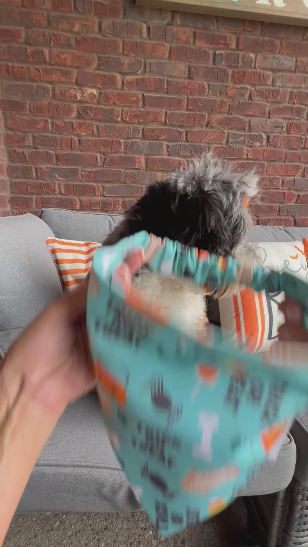 Halloween Trick or Treat Dog Bandana: Scrunchie, Teal, pumpkins, spiders, bones
